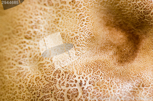 Image of Mushroom