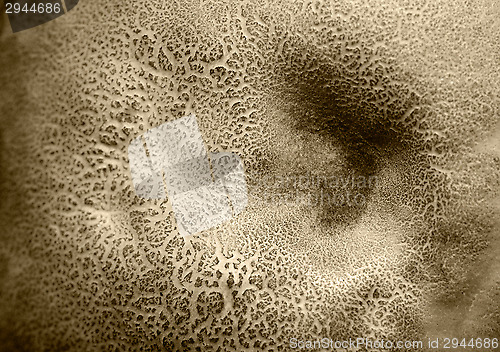 Image of Mushroom