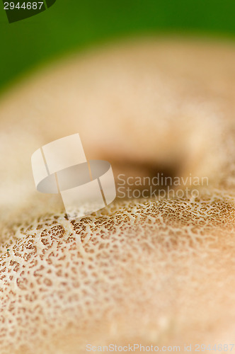 Image of Mushroom