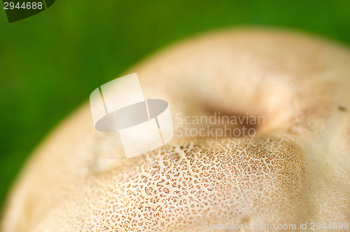 Image of Mushroom