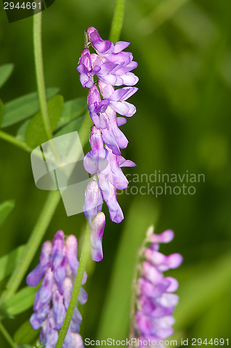 Image of Vicia cracca