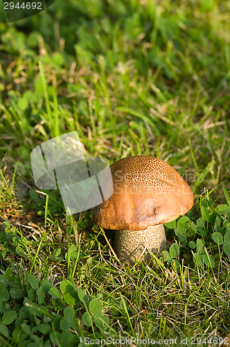 Image of Mushroom