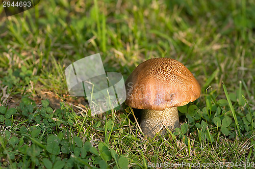 Image of Mushroom