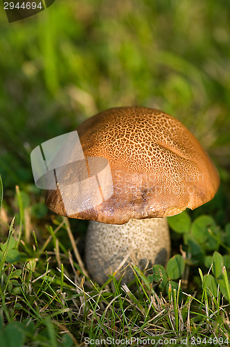 Image of Mushroom