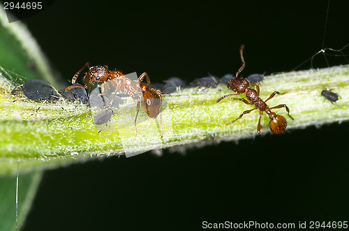 Image of Ant and aphids