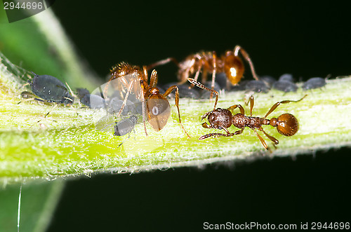 Image of Ants and aphids