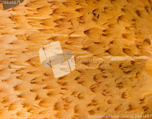 Image of Mushroom