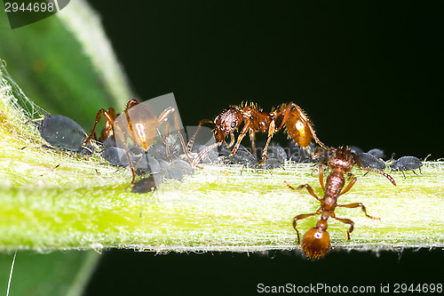 Image of Ants and aphids