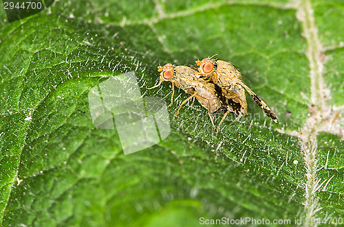 Image of Flies