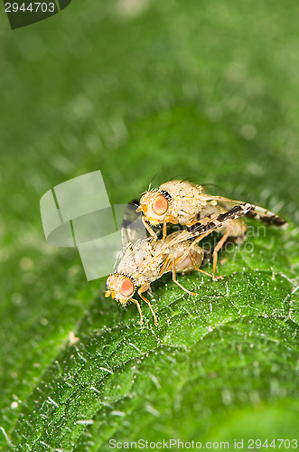 Image of Mating