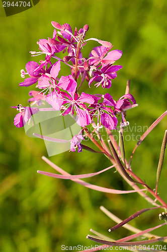 Image of Fireweed