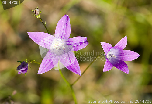 Image of Flowers