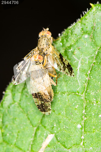 Image of Flies