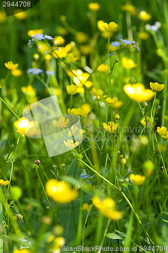 Image of Yellow flowers