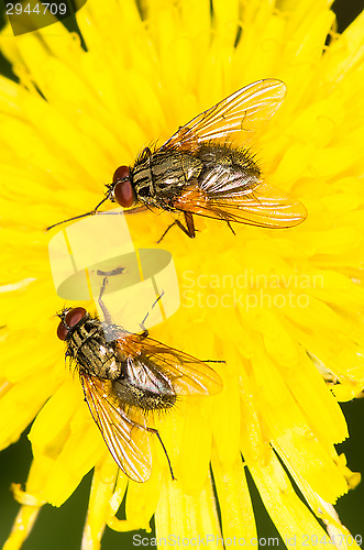 Image of Flies