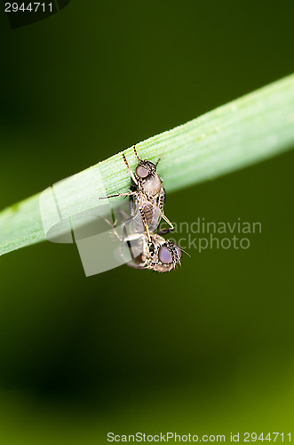 Image of Mating flies