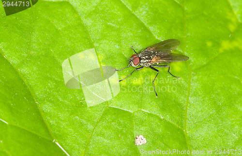Image of Fly
