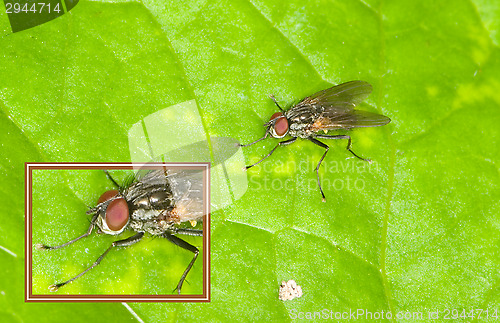 Image of Fly