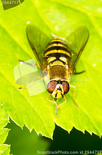 Image of Hoverfly