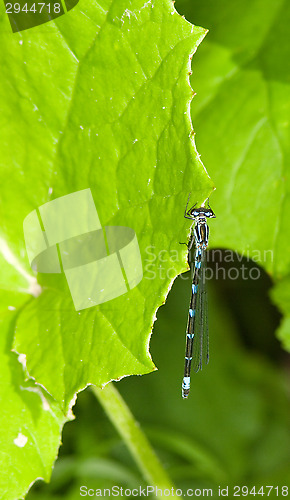 Image of Odonata