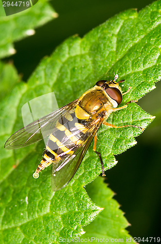 Image of Hoverfly