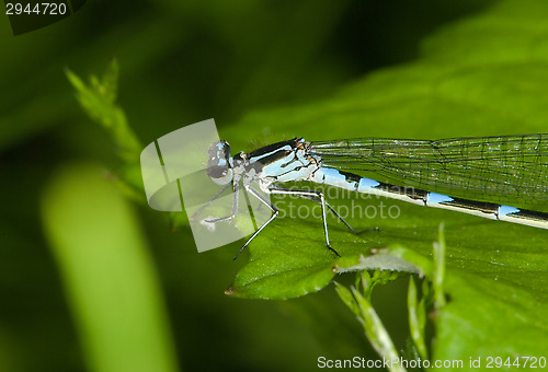 Image of Odonata