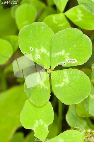 Image of Four-leaf clover