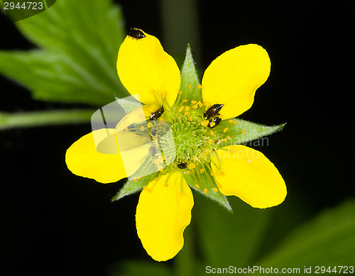 Image of Yellow flower
