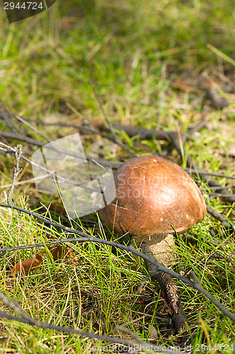 Image of Mushroom