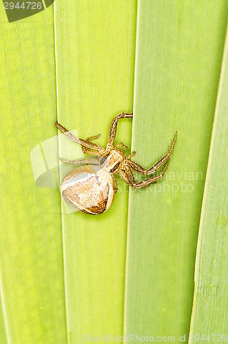 Image of Spider