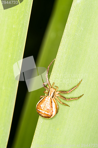 Image of Spider