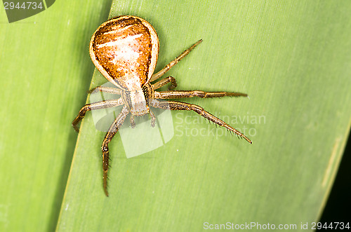 Image of Spider