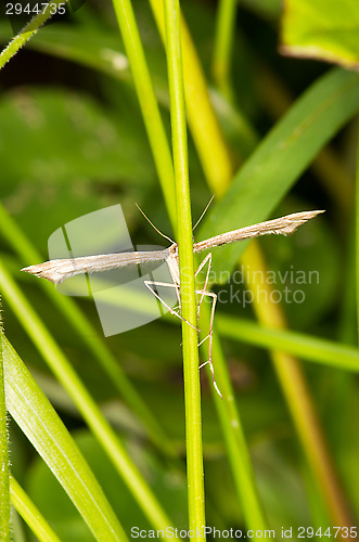 Image of Odonata