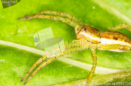 Image of Spider