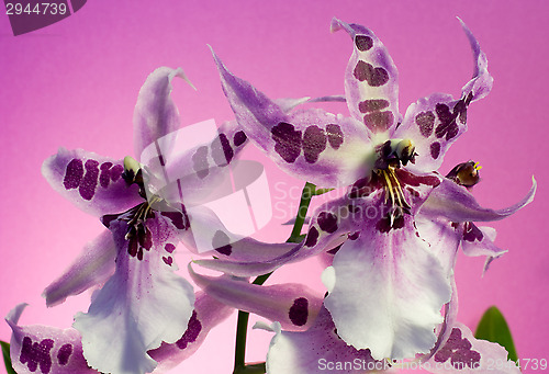 Image of Orchid