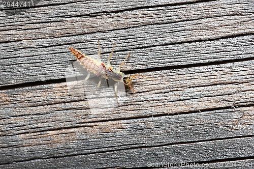 Image of Lacewing