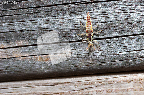 Image of Lacewing larva