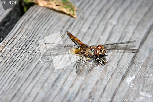 Image of Dragonfly