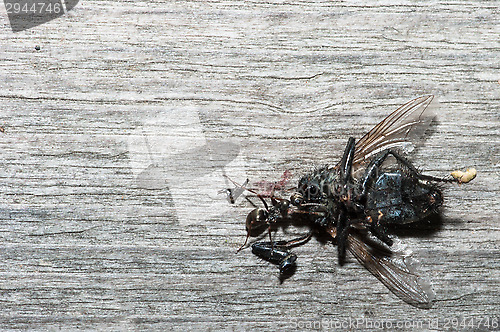 Image of Ant eats fly