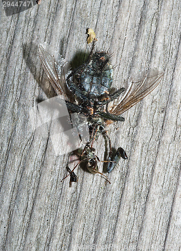 Image of Ant eats fly