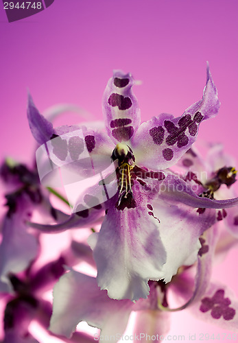 Image of Orchid