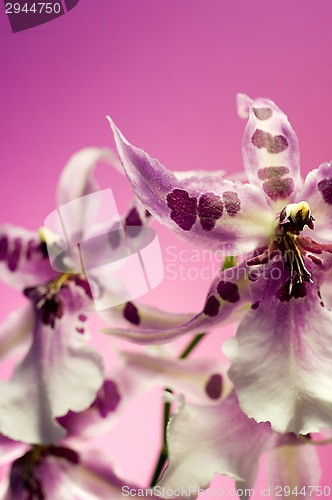 Image of Orchid