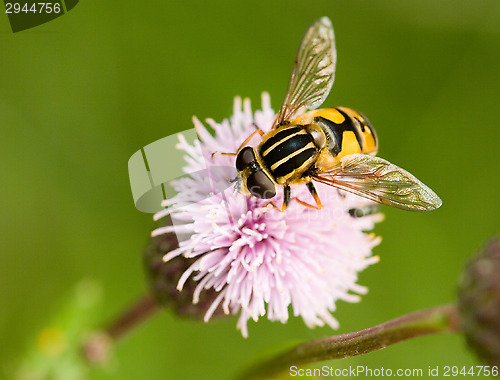 Image of Hoverfly