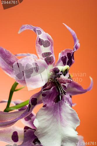 Image of Orchid