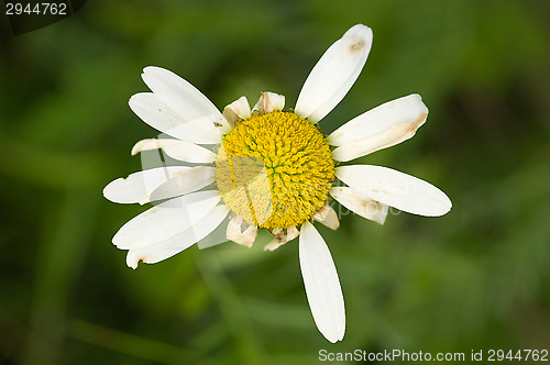 Image of Flower