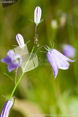 Image of Flowers