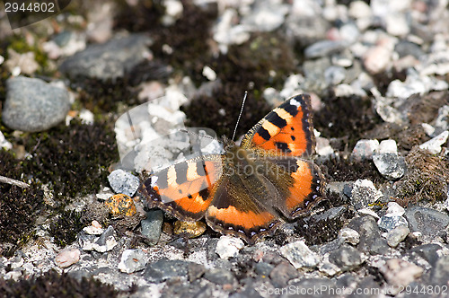 Image of Nymphalis urticae