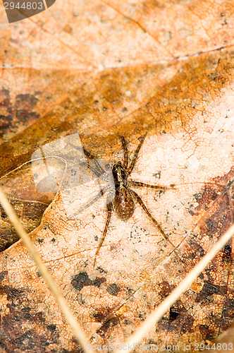 Image of Spider