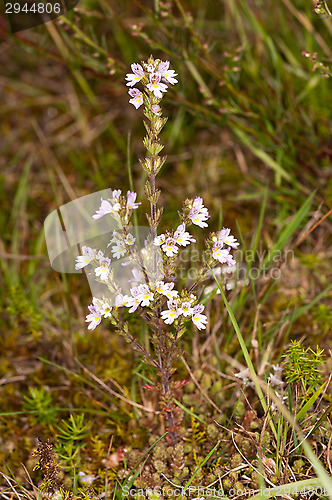 Image of Flowers