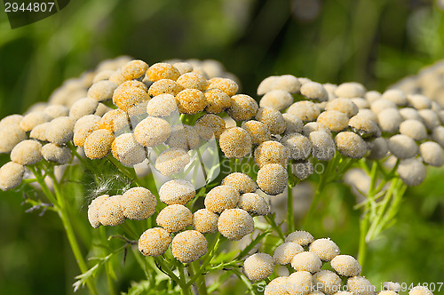 Image of Tanacetum vulgare 